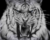 light tiger roar JB