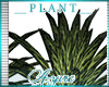 *A* Tradi Plant 2