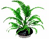 Elegant Potted Fern