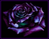 purplerose1