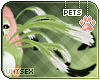 [Pets]Izu |shldr feather