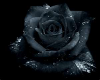 Black Rose Tux