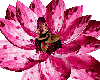 Pink Meditation Lotus