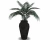 Black Vase/Plant
