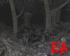 [BA] Deep Dark Forest