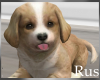 Rus Little Puppy