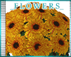 *A* FM Fall Flowers 1