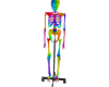 Rainbow Medical Skeleton