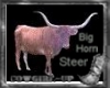 Big  Horn Steer