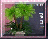 CMM-Ad Mosa Potted Palm1