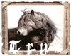 {TRUE} Barn Horse