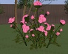 TX Pink Roses
