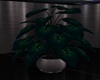 Fun Plant