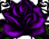 Purple Gothic Roses 