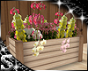 SC: Aroma Flower Box
