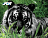 tiger guard Black