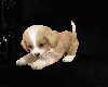 ! Animated Puppy