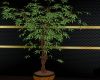 [BB] Tall Potted Plant