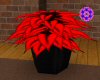 Blood Lust potted plant