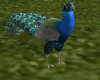 Anim Peacock