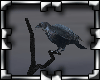 !P Dark Black Raven
