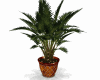 Morocco Palm tree