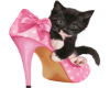 cat and shoe 71