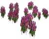 Tulip Field Of Flowers