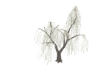 Tree Willow Snow