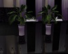 Lounge Palm Plants