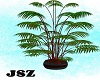 Fiesta Pot Plant