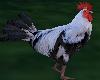 Animated rooster