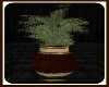 HSH potted plant