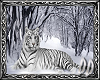 ~DD~ White Tiger Pic 2