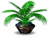 Native Potted Fern