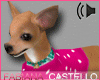 [FC] Chihuahua Pinky