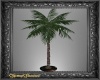 Blue Sands Palm Tree