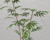 Indoor Bamboo Plant