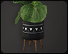 Fiddle Leaf in Black Pot
