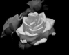 White rose picture