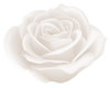 White Rose.2