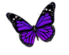 Anim/ Purple butterfly