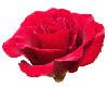 Red rose sticker