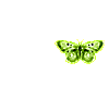 Sm green butterfly