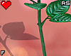 金 Hand Rose Red F