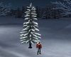 Snow-Laden Pine Tree