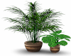 Zen Indoor Plants