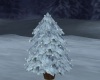 'Winter Pine Tree