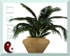 {TFB} Terracotta Palm