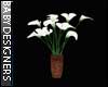 Lily Plant 1